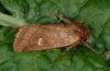 Eriopygodes imbecillus: Female (Kanisfluh, Vorarlberg, West Austria, July 2008) [N]