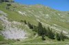 Eriopygodes imbecillus: Habitat on 1750m above sea level in the Bregenzer Wald (Kanisfluh) [N]