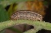 Eriopygodes imbecillus: Half-grown larva (Kanisfluh, W-Austrian Alps, early October 2009) [M]