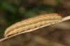 Mythimna impura: Larva (Upper Rhine 2011) [S]