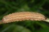 Mythimna impura: Larva (eastern Swabian Alb, Southern Germany 2010) [S]