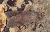 Orthosia incerta: Adult (e.l. eastern Swabian Alb, Southern Germany) [S]