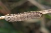 Noctua interposita: Larva (e.l. rearing, Germany, Brandenburg, Nuthe-Urstromtal, vicinity of Heidehof-Golmberg, late March 2016) [S]