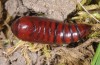 Noctua interposita: Pupa (e.l. rearing, Germany, Brandenburg, Nuthe-Urstromtal, vicinity of Heidehof-Golmberg, larva found in late March 2016) [S]