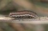 Noctua interposita: Half-grown larva (Germany, Brandenburg, Nuthe-Urstromtal, vicinity of Heidehof-Golmberg, late March 2016) [M]