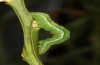 Syngrapha interrogationis: Larva in the penultimate instar (SW-Germany, southern Black Forest, late April 2020) [S]
