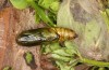 Syngrapha interrogationis: Pupa (e.l. rearing, SW-Germany, southern Black Forest, larva in late April 2020) [S]