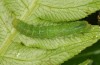 Phlogophora interrupta: Halbwüchsige Raupe (Sao Miguel, Dezember 2013) [S]