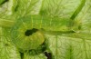 Phlogophora interrupta: Halbwüchsige Raupe (Sao Miguel, Dezember 2013) [S]