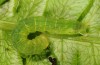 Phlogophora interrupta: Half-grown larva (Azores, Sao Miguel, December 2013) [S]