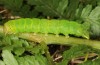 Phlogophora interrupta: Halbwüchsige Raupe (Sao Miguel, Dezember 2013) [S]