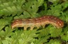 Phlogophora interrupta: Raupe (e.l. Sao Miguel 2013) [S]