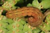 Phlogophora interrupta: Raupe (e.l. Sao Miguel 2013) [S]
