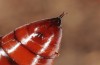 Phlogophora interrupta: Puppe (e.l. São Miguel 2013/2014) [S]