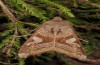 Phlogophora interrupta: Male (e.l. Azores, Sao Miguel, larva in November 2013) [S]