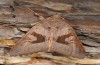 Phlogophora interrupta: Männchen (e.l. Azoren, Sao Miguel, Raupe im November 2013) [S]