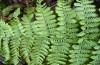 Phlogophora interrupta: Several eggs on the lower side of a fern leaf [M]