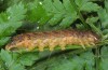 Phlogophora interrupta: Raupe (e.l. Azoren, Pico, Mitte Dezember 2014) [S]