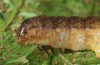 Phlogophora interrupta: Raupe (e.l. Azoren, Pico, Mitte Dezember 2014) [S]