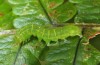 Phlogophora interrupta: Halbwüchsige Raupe (Azoren, Pico, Mitte Dezember 2014) [M]