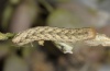 Hadena irregularis: Larva (e.l. Valais 2012) [S]