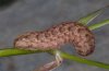 Hadena irregularis: Larva (prior to pupation) [S]