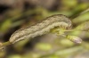 Hadena irregularis: Larva in penultimate instar (e.l. Valais 2012) [S]