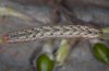 Hadena irregularis: Larva (e.l. Valais, Switzerland) [S]