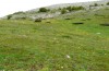 Euchalcia italica: Larvalhabitat in 1700m NN ( L
