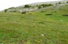 Euchalcia italica: Larvalhabitat in 1700m NN ( L'Aquila, Campo Felice, Mai 2013) [N]