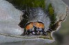 Euchalcia italica: Larva, head ( L