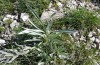 Euchalcia italica: Gehuse einer lteren Raupe ( L