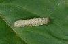 Noctua janthe: Half-grown larva [S]