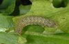 Noctua janthe: Larva in penultimate instar [S]