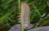 Leucania joannisi: Raupe nach der letzten H�utung