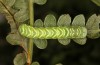 Callopistria juventina: Larva in the final instar (S-Germany, Aichstetten, August 2020) [M]