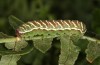Callopistria juventina: Raupe, auch die häufige grüne Variante färbt sich vor dem Einspinnen rötlich (Aichstetten, August 2020) [S]