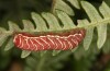Callopistria juventina: Raupe, rötliche Variante mit intensiver Verfärbung vor dem Einspinnen (Aichstetten, August 2020) [S]