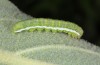 Agrochola kindermanni: Larva (Greece, Lesbos Island, May 2019) [M]