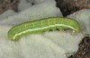 Agrochola kindermanni: Larva (Greece, Lesbos Island, May 2019) [S]