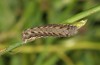 Xestia kollari: Half-grown larva (breeding photo 2017, material from Southern Urals) [S]