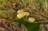 Phlogophora kruegeri: Eier (Nachzucht, ex Flores 2014) [S]
