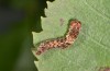 Falcaria lacertinaria: Half-grown larva (S-Germany, Leutkirch, early August 2019) [S]