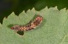 Falcaria lacertinaria: Half-grown larva (S-Germany, Leutkirch, early August 2019) [S]