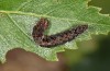 Falcaria lacertinaria: Half-grown larva (S-Germany, Leutkirch, early August 2019) [S]