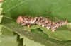 Falcaria lacertinaria: Half-grown larva (S-Germany, Leutkirch, early August 2019) [S]