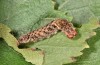 Falcaria lacertinaria: Half-grown larva (S-Germany, Leutkirch, early August 2019) [S]