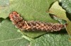 Falcaria lacertinaria: Half-grown larva (S-Germany, Leutkirch, early August 2019) [S]