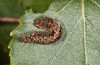 Falcaria lacertinaria: Larva (S-Germany, Leutkirch, early August 2019) [S]