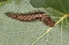 Falcaria lacertinaria: Larva (S-Germany, Leutkirch, early August 2019) [S]